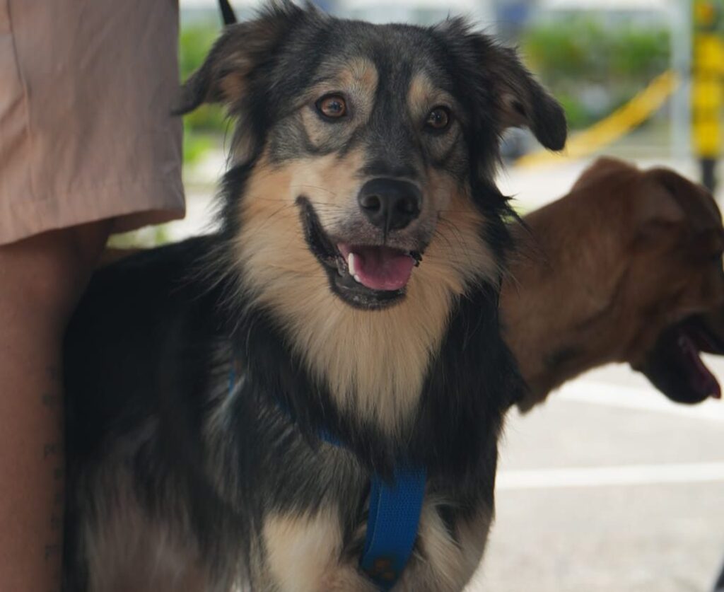 projeto-na-camara-do-rio-quer-acabar-com-cobrancas-em-hospitais-veterinarios-publicos