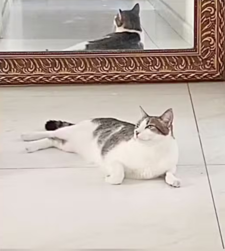 defesa-de-monique-medeiros-pedira-que-gato-adotado-possa-ficar-na-cadeia-com-ela